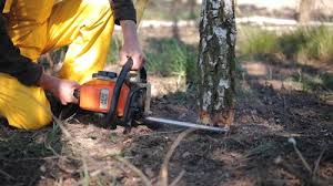 Reliable Chandler, TX Tree Care Solutions