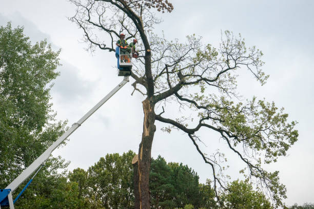 How Our Tree Care Process Works  in  Chandler, TX