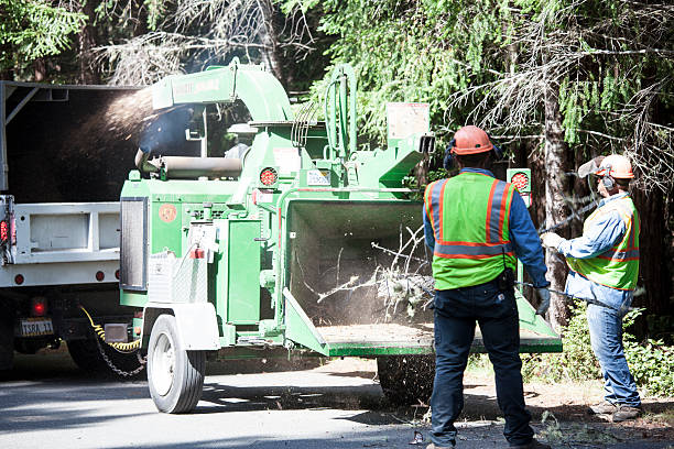 Best Emergency Tree Removal  in Chandler, TX